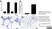 Anti Mouse Macrophages/Monocytes Antibody, clone MOMA-2 thumbnail image 4
