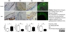 Anti Mouse Macrophages/Monocytes Antibody, clone MOMA-2 gallery image 6