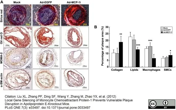 Anti Mouse Macrophages/Monocytes Antibody, clone MOMA-2 gallery image 7