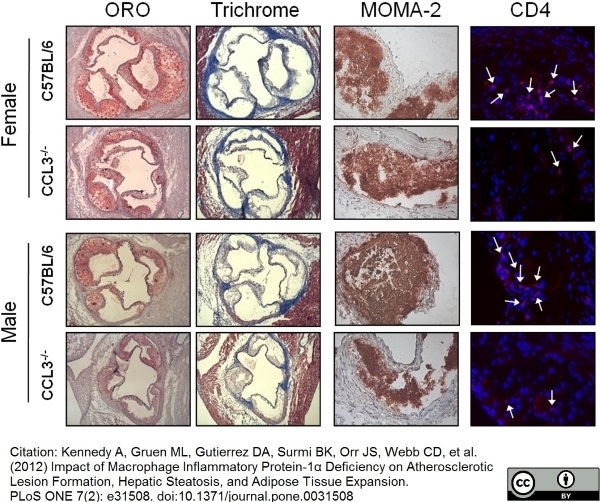 Anti Mouse Macrophages/Monocytes Antibody, clone MOMA-2 ...