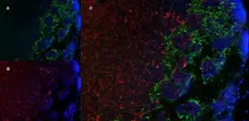 Anti Mouse MARCO Antibody, clone ED31 gallery image 1