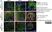 Anti Mouse MARCO Antibody, clone ED31 thumbnail image 10