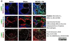 Anti Mouse MARCO Antibody, clone ED31 gallery image 11