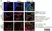 Anti Mouse MARCO Antibody, clone ED31 thumbnail image 11