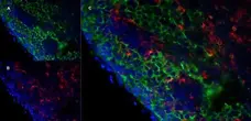 Anti Mouse MARCO Antibody, clone ED31 gallery image 2