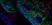 Anti Mouse MARCO Antibody, clone ED31 thumbnail image 2