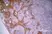 Anti Mouse MARCO Antibody, clone ED31 thumbnail image 3
