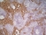 Anti Mouse MARCO Antibody, clone ED31 thumbnail image 4