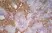 Anti Mouse MARCO Antibody, clone ED31 thumbnail image 4