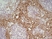 Anti Mouse MARCO Antibody, clone ED31 thumbnail image 5