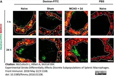 Anti Mouse MARCO Antibody, clone ED31 gallery image 6