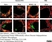 Anti Mouse MARCO Antibody, clone ED31 thumbnail image 6