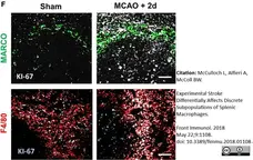 Anti Mouse MARCO Antibody, clone ED31 gallery image 7