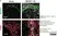 Anti Mouse MARCO Antibody, clone ED31 thumbnail image 7
