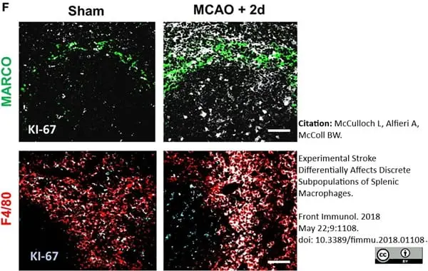 Anti Mouse MARCO Antibody, clone ED31 gallery image 7