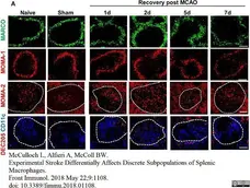 Anti Mouse MARCO Antibody, clone ED31 gallery image 8