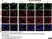 Anti Mouse MARCO Antibody, clone ED31 thumbnail image 8