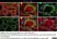 Anti Mouse MARCO Antibody, clone ED31 thumbnail image 9