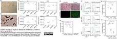 Anti Mouse MHC Class I Antibody, clone 2G5 gallery image 2