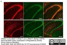 Anti Mouse MHC Class I H-2b/D/P/Q/w16 Antibody, clone ER-HR52 gallery image 1