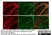 Anti Mouse MHC Class I H-2b/D/P/Q/w16 Antibody, clone ER-HR52 thumbnail image 1