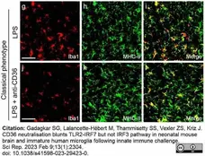Anti Mouse MHC Class II H-2I-Ak/D/B/Q/R Antibody, clone ER-TR3 gallery image 1
