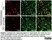 Anti Mouse MHC Class II H-2I-Ak/D/B/Q/R Antibody, clone ER-TR3 thumbnail image 1