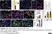 Anti Mouse MHC Class II I-A/I-E Antibody, clone M5/114.15.2 thumbnail image 1