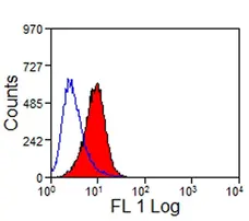 Anti Mouse TIM-1 Antibody, clone RMT1-10 gallery image 2