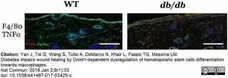 Anti Mouse TNF Alpha Antibody, clone MP6-XT22 gallery image 2