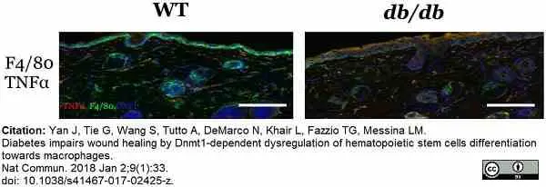 Anti Mouse TNF Alpha Antibody, clone MP6-XT22 gallery image 2