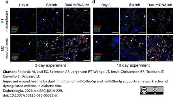Anti Mouse TNF Alpha Antibody, clone MP6-XT22 gallery image 3