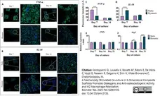 Anti Mouse TNF Alpha Antibody, clone MP6-XT3 gallery image 2