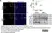 Anti Mouse TNF Alpha Antibody, clone MP6-XT3 thumbnail image 3