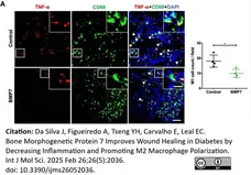 Anti Mouse TNF Alpha Antibody, clone MP6-XT3 gallery image 4