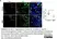 Anti Mouse TNF Alpha Antibody, clone MP6-XT3 thumbnail image 4