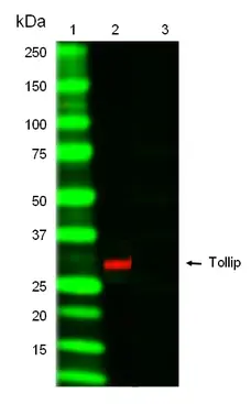 Anti TOLLIP Antibody, clone Kimmy-1 gallery image 1