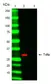 Anti TOLLIP Antibody, clone Kimmy-1 thumbnail image 1