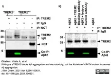 Anti Mouse Trem-2 Antibody, clone 78.18 gallery image 2
