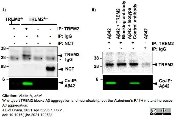 Anti Mouse Trem-2 Antibody, clone 78.18 gallery image 2