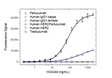 Anti Pertuzumab Antibody, clone AbD35668ia gallery image 2