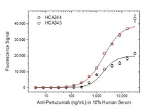 Anti Pertuzumab Antibody, clone AbD35668ia gallery image 3
