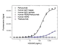 Anti Pertuzumab Antibody, clone AbD37069ia gallery image 2