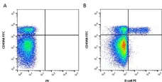 Anti Pig B Cell Subset Antibody, clone BB6-10A10  gallery image 1