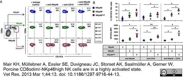 Anti Pig CD107a Antibody, clone 4E9/11 gallery image 3