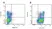 Anti Pig CD11R1 Antibody, clone MIL4 thumbnail image 3