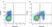 Anti Pig CD11R3 Antibody, clone 2F4/11 thumbnail image 1