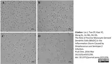 Anti Pig CD14 Antibody, clone MIL2 gallery image 3