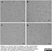 Anti Pig CD14 Antibody, clone MIL2 thumbnail image 3