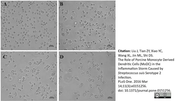 Anti Pig CD14 Antibody, clone MIL2 gallery image 3